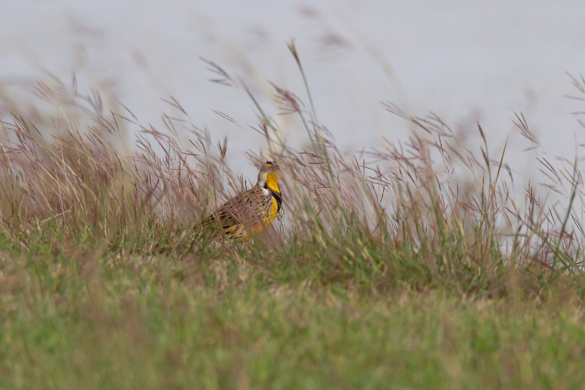 Eastern Meadowlark - ML646003951