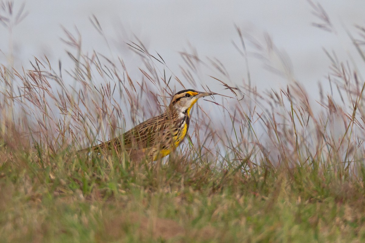 Eastern Meadowlark - ML646003952