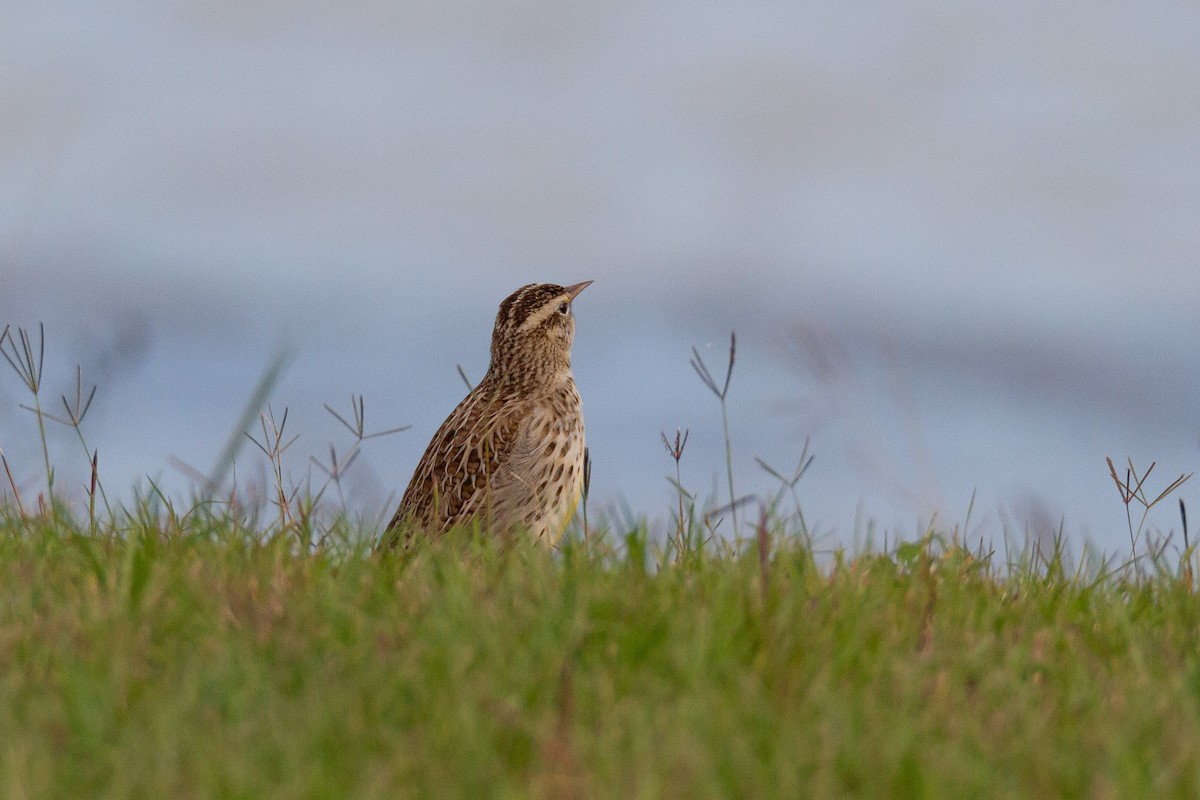 Western Meadowlark - ML646003953