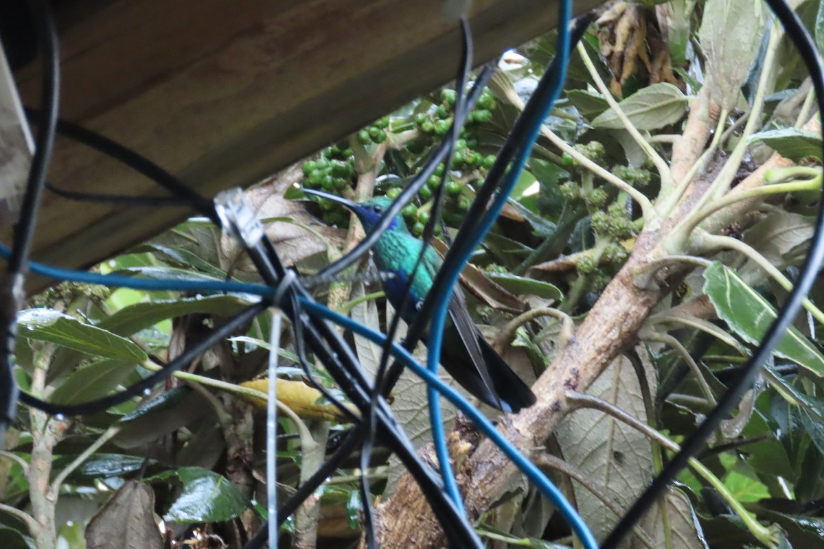 Колібрі синьочеревий - ML646003961