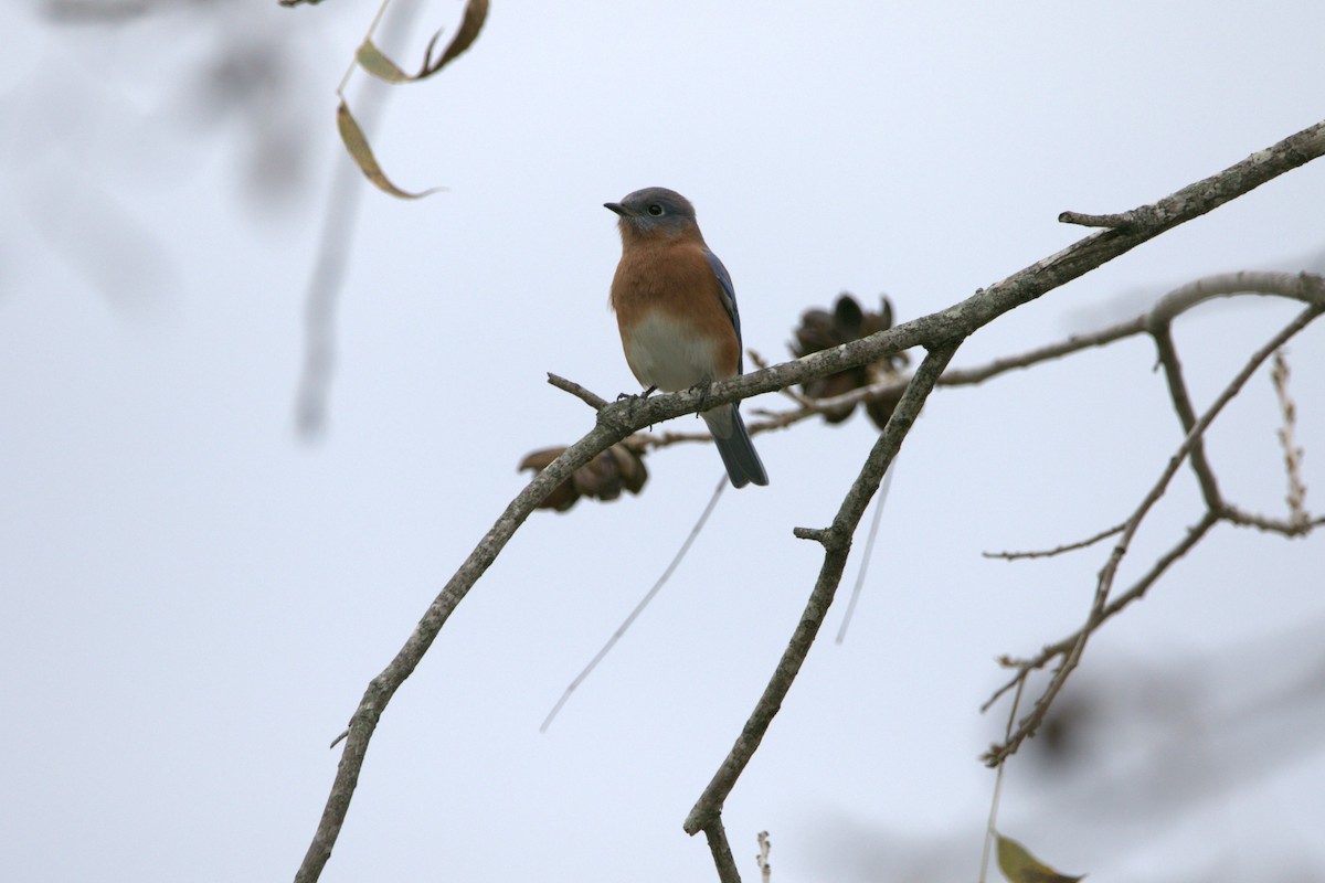 Eastern Bluebird - ML646003966