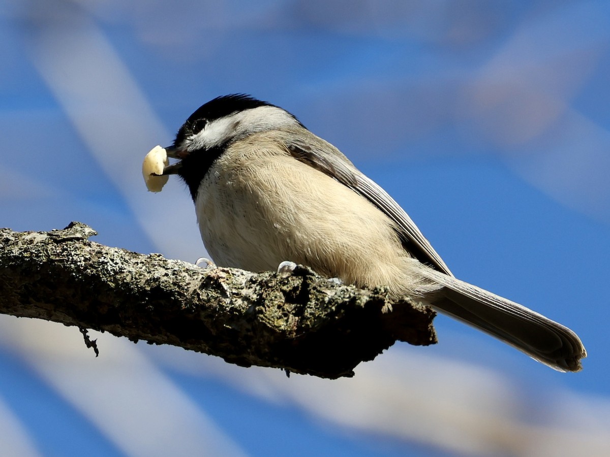 Каролинская гаичка - ML646003968