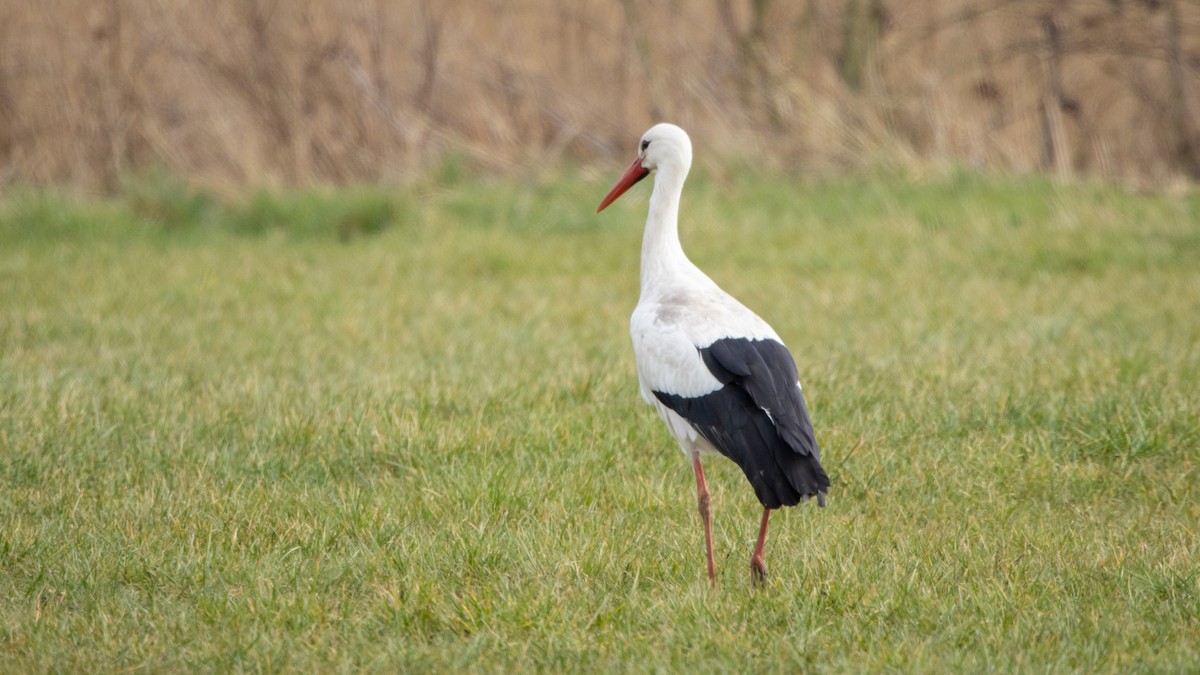 シュバシコウ - ML646003983