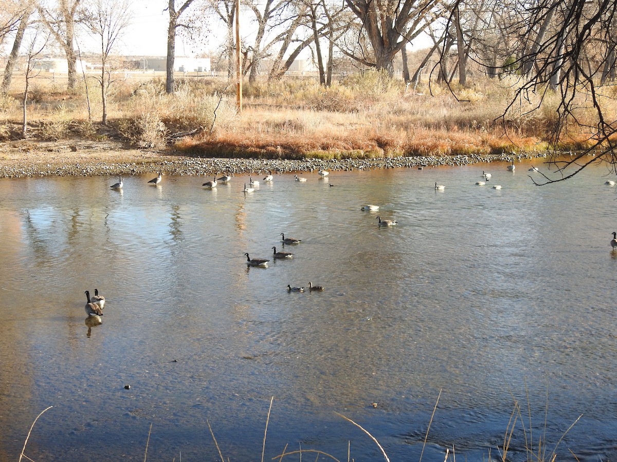 Canada Goose - ML646003986