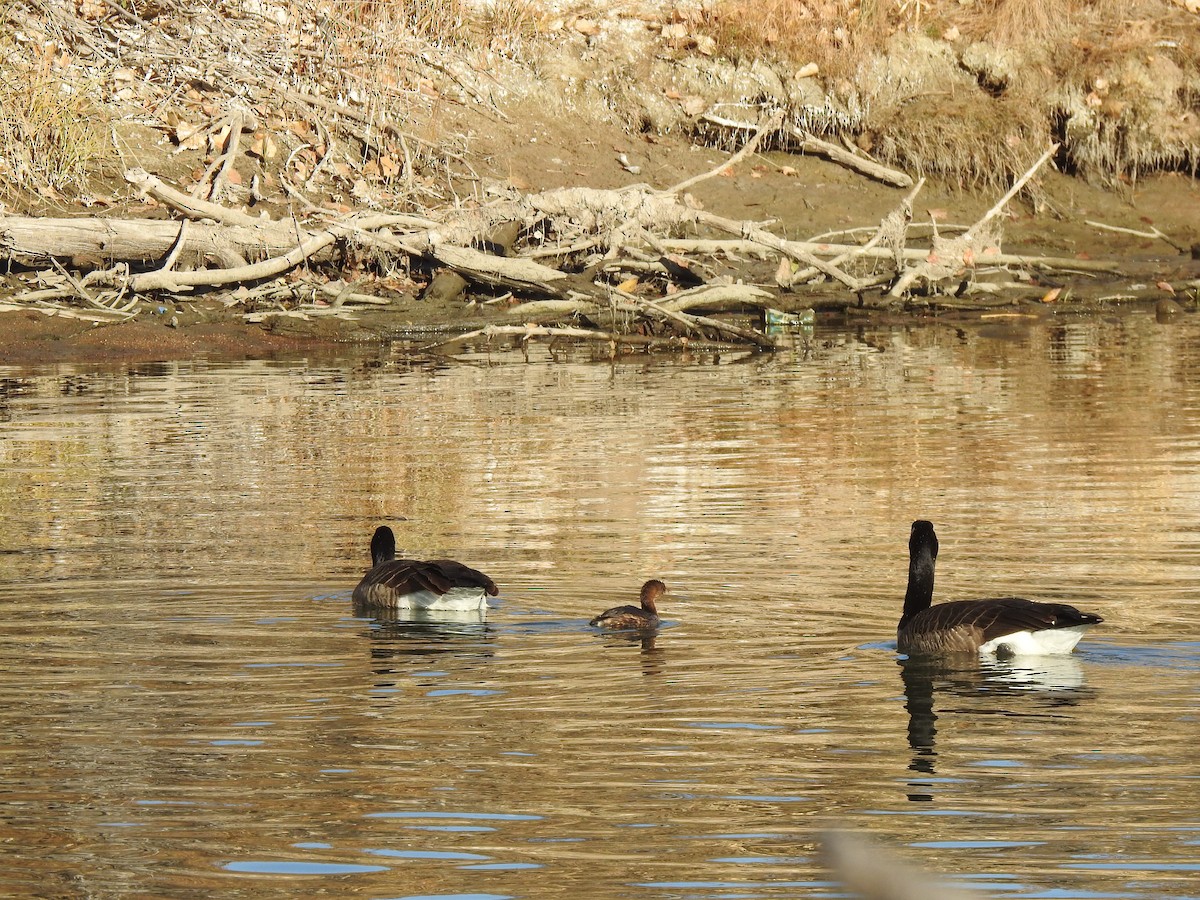 Canada Goose - ML646003987