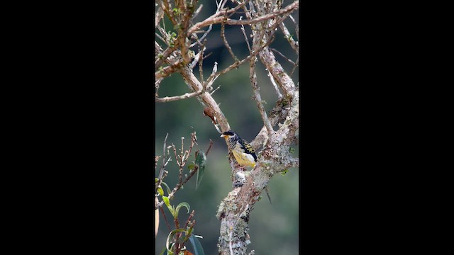 Swallow-tailed Cotinga - ML646003988