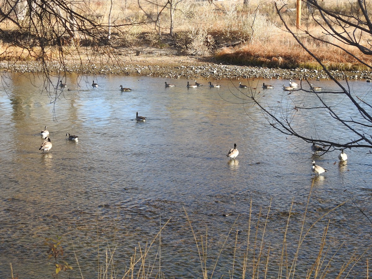 Canada Goose - ML646003989