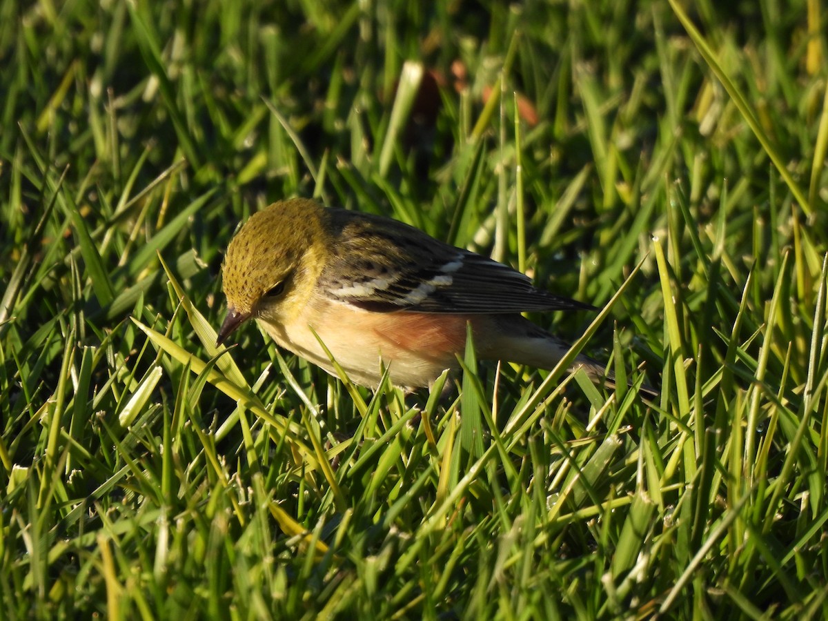 Bay-breasted Warbler - ML646003990