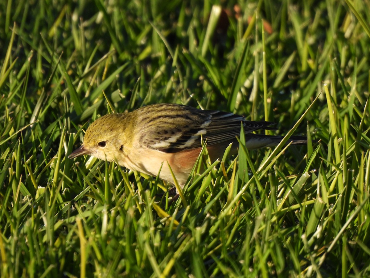 Bay-breasted Warbler - ML646004000