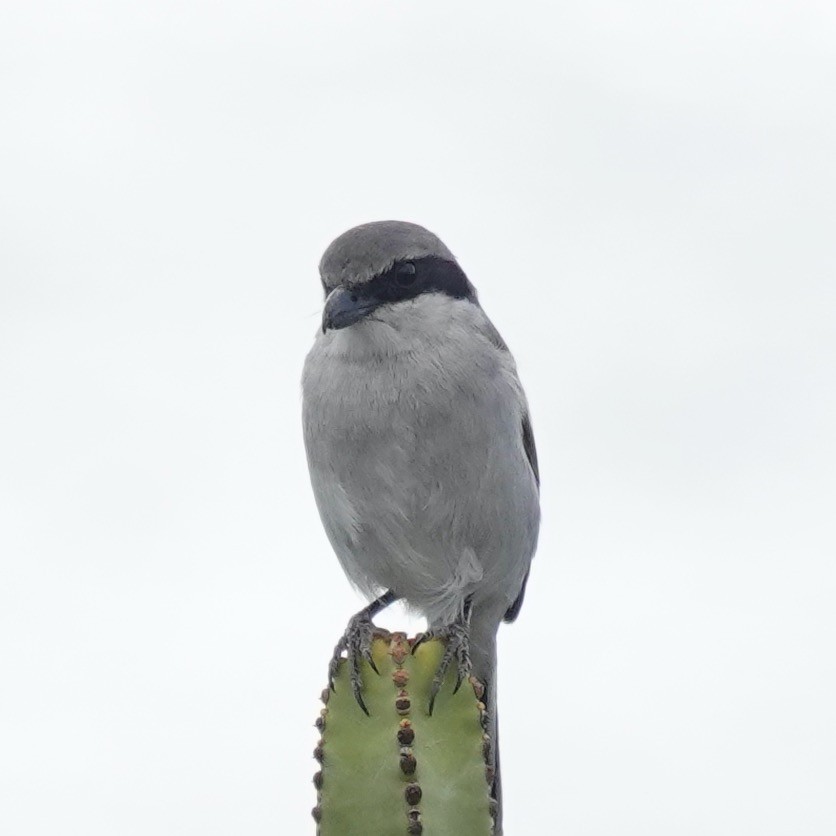 Great Gray Shrike - ML646004001