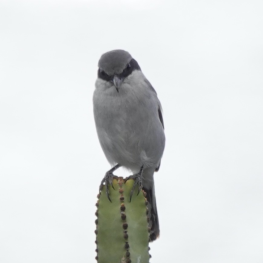 Great Gray Shrike - ML646004002