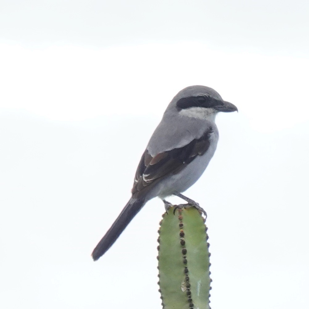 Great Gray Shrike - ML646004003