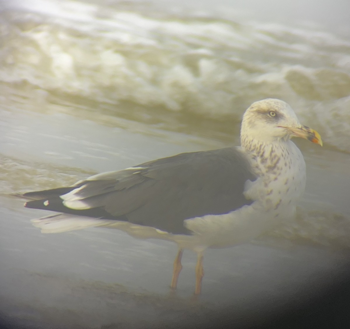 Lesser Black-backed Gull (graellsii) - ML646004004