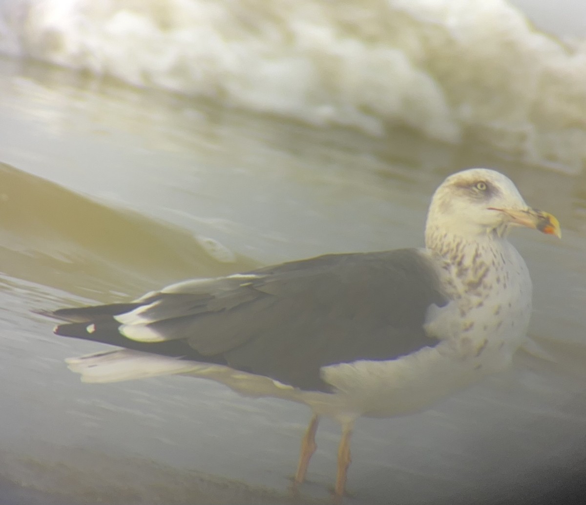 Lesser Black-backed Gull (graellsii) - ML646004005