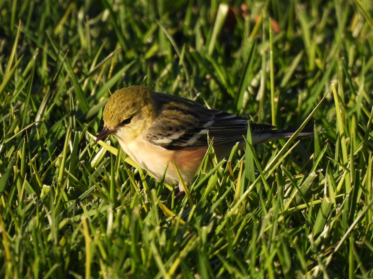 Bay-breasted Warbler - ML646004006