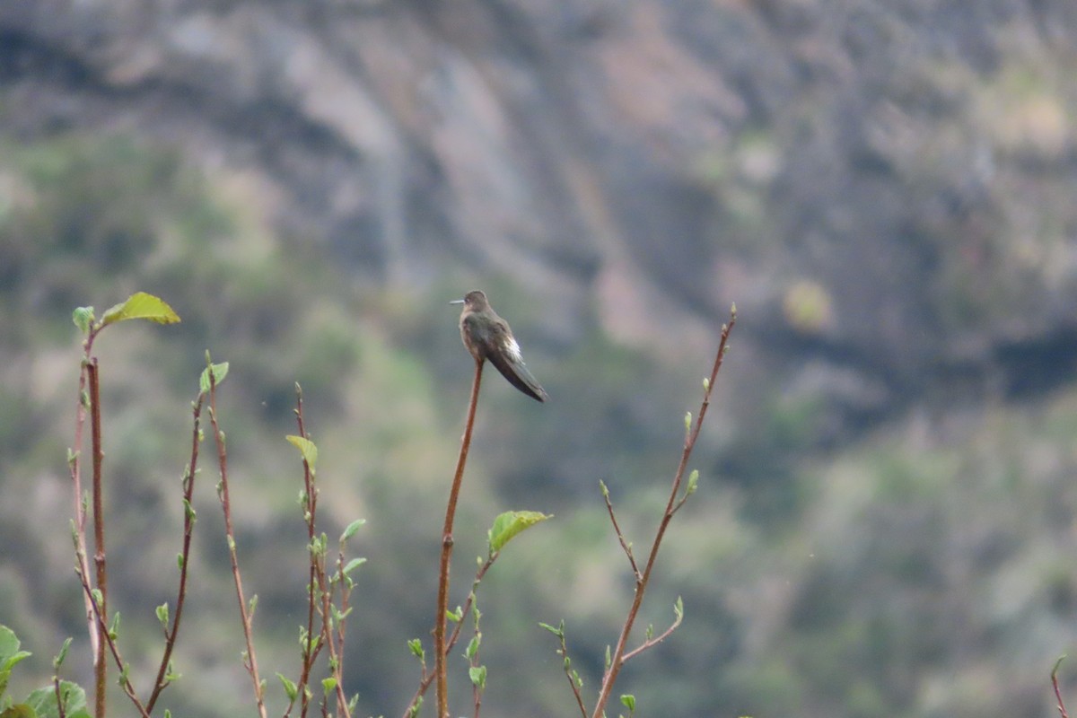 kjempekolibri - ML646004012