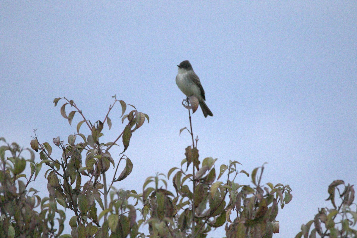 Eastern Phoebe - ML646004013