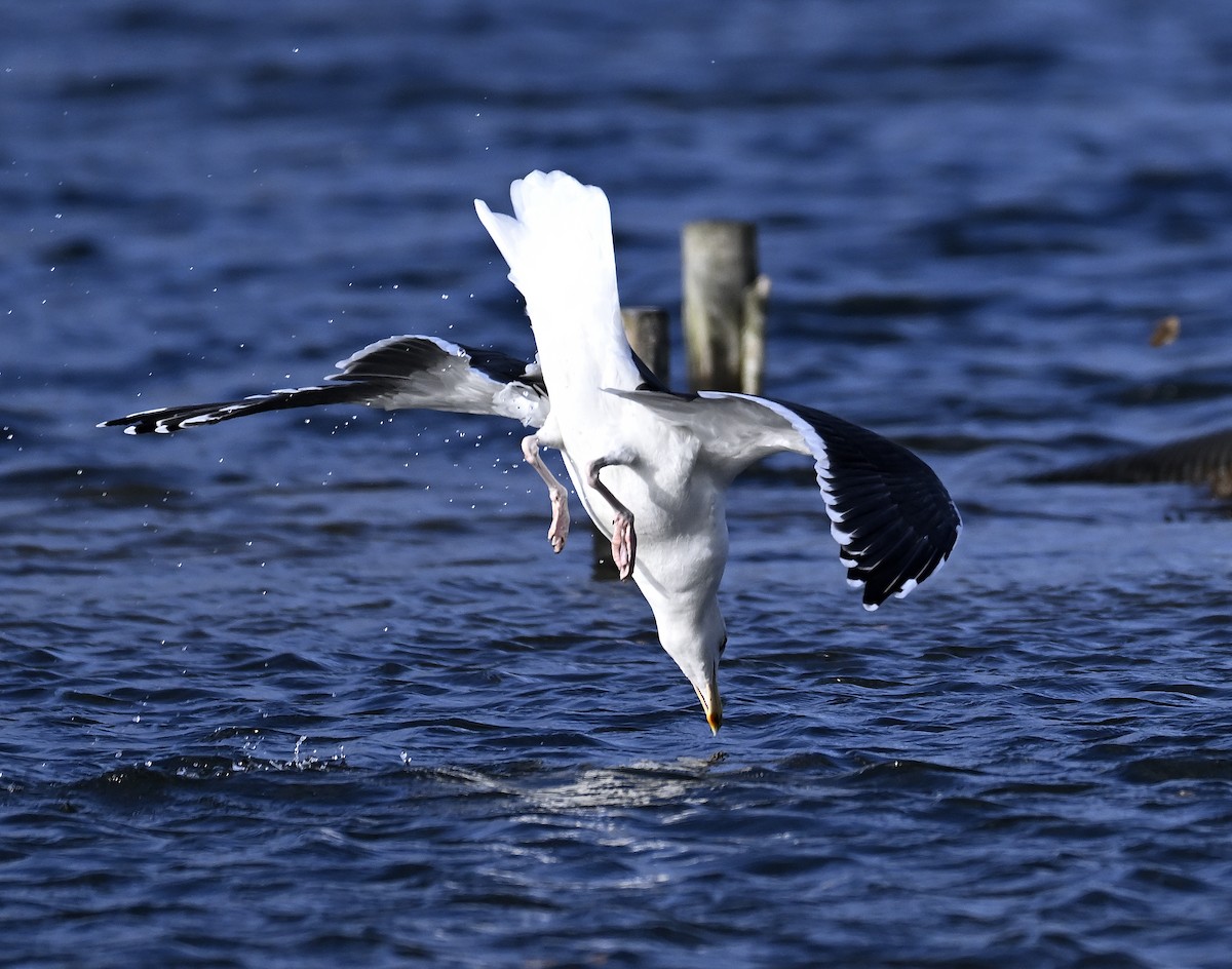 Great Black-backed Gull - ML646004037