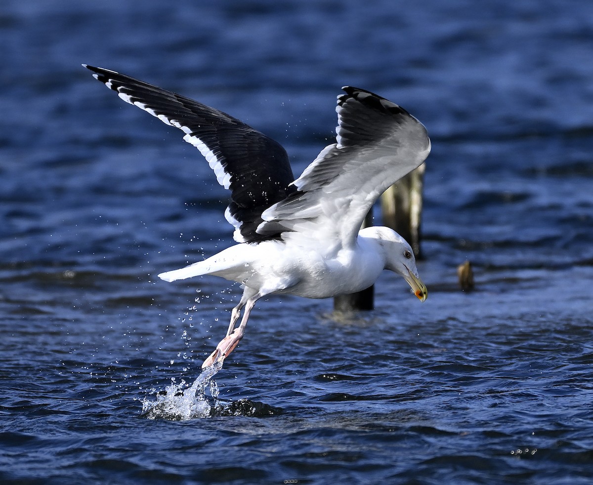 Great Black-backed Gull - ML646004038