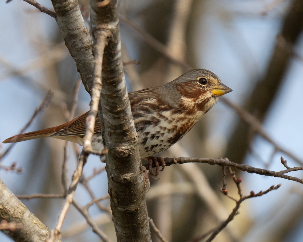 Fox Sparrow - ML646004041