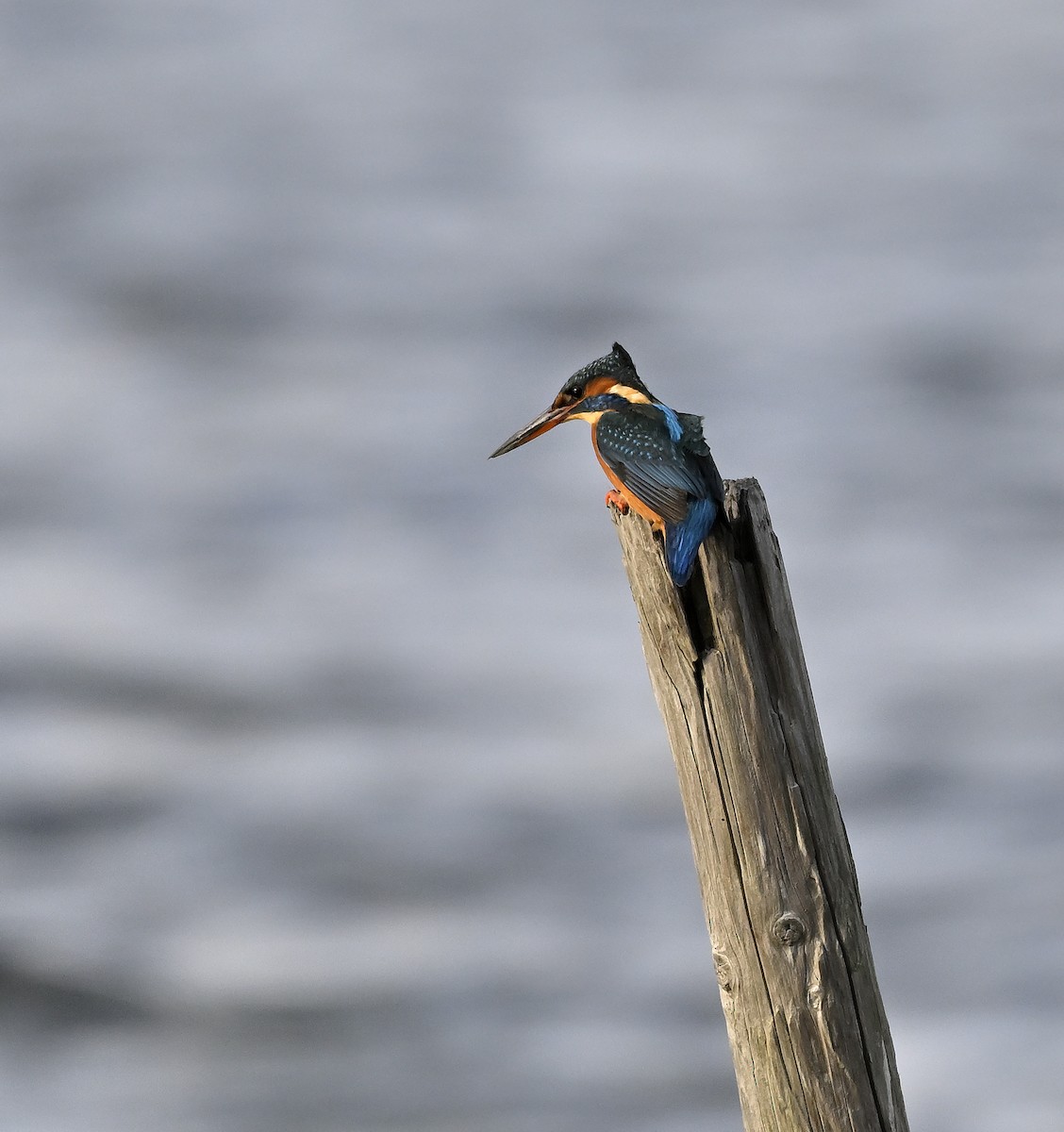 Common Kingfisher - ML646004043