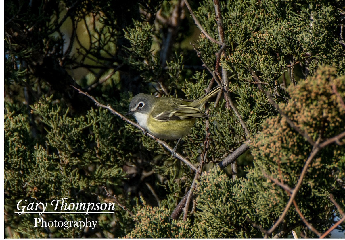 Blue-headed Vireo - ML646004049
