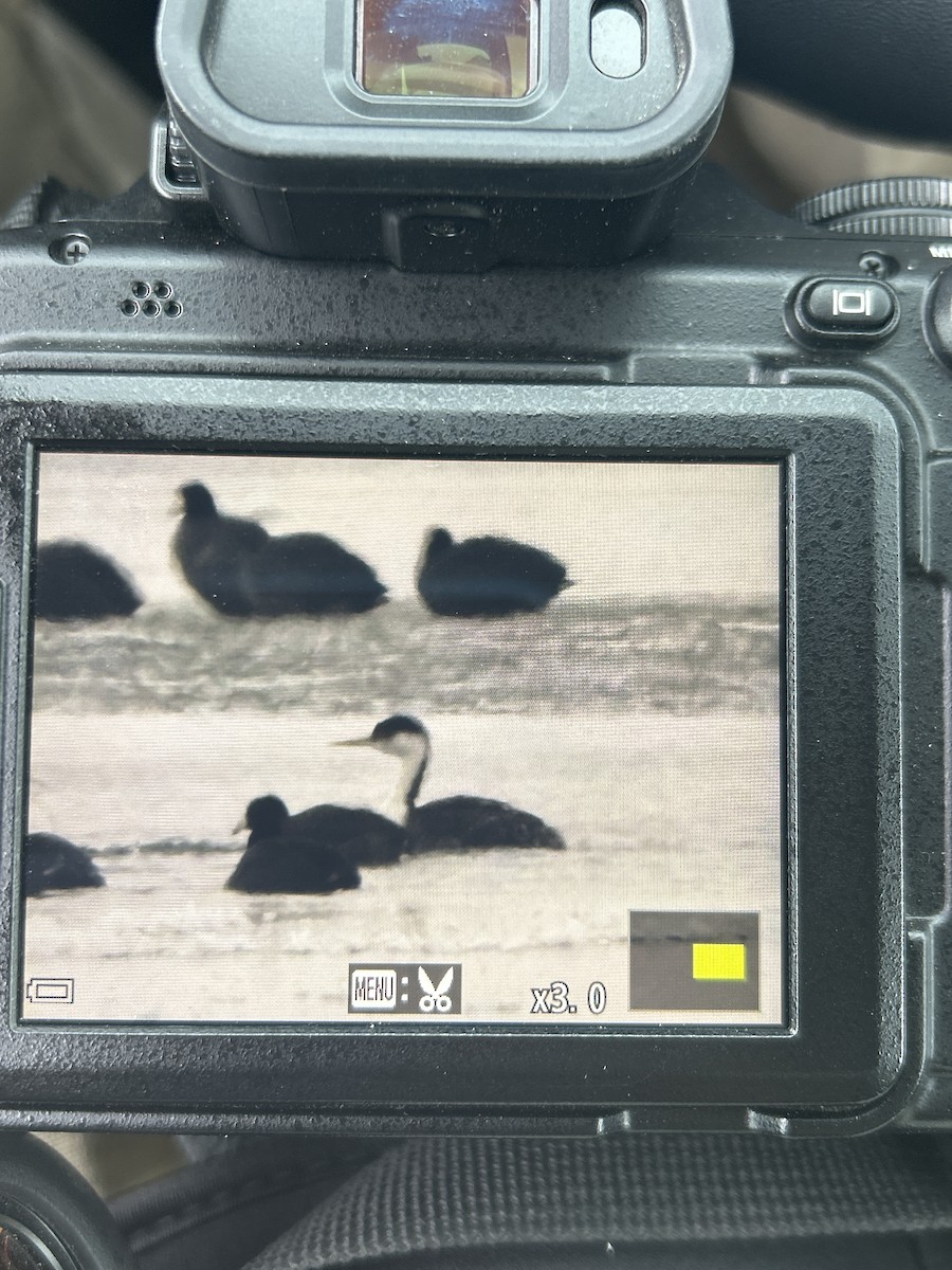 Western Grebe - ML646004054