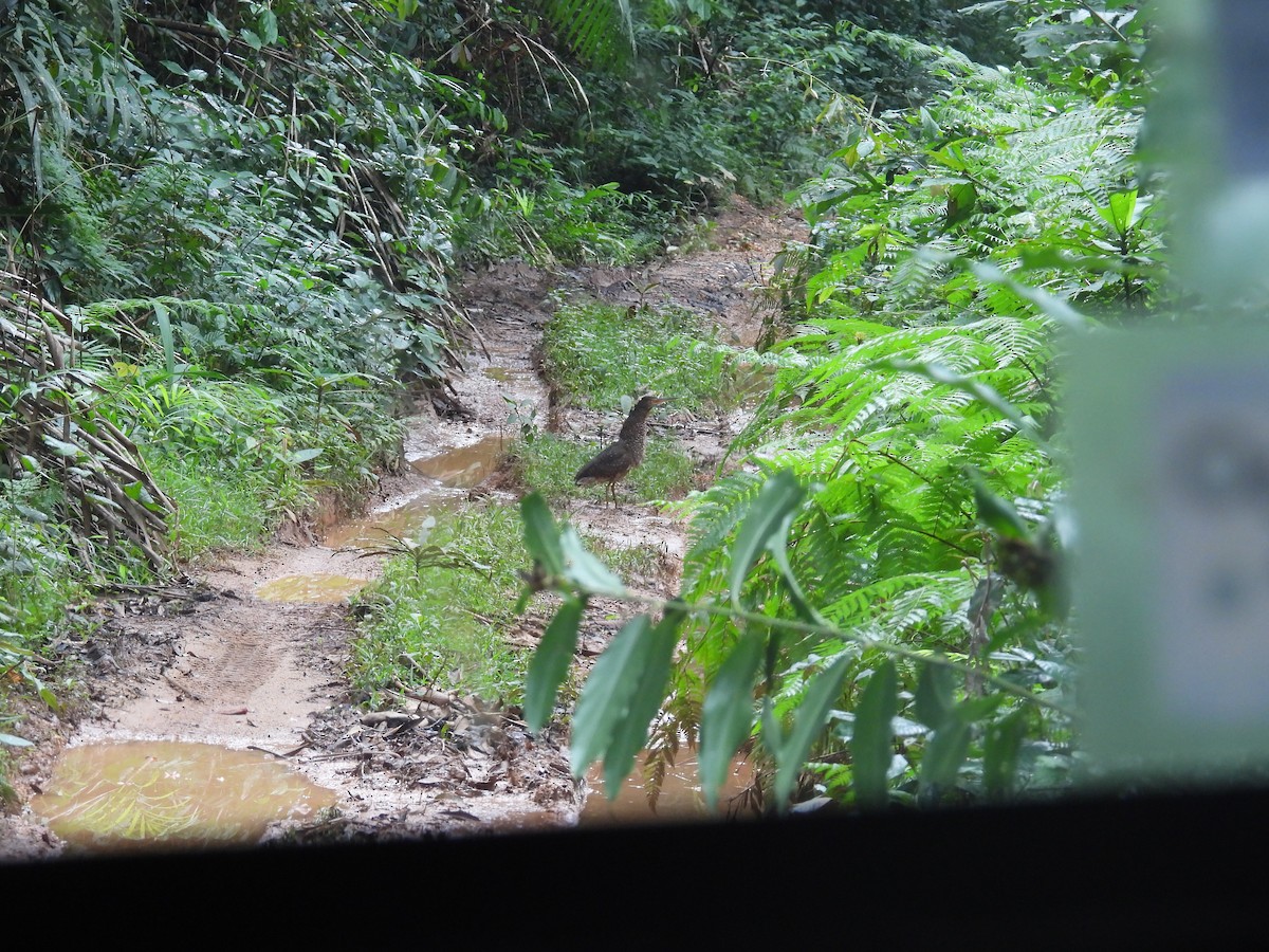 White-crested Tiger-Heron - ML646004060