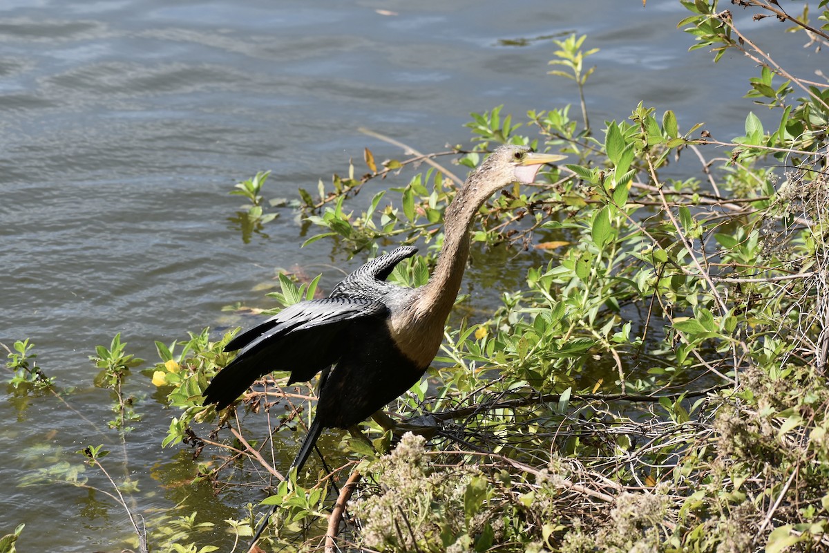 Anhinga Americana - ML646004075