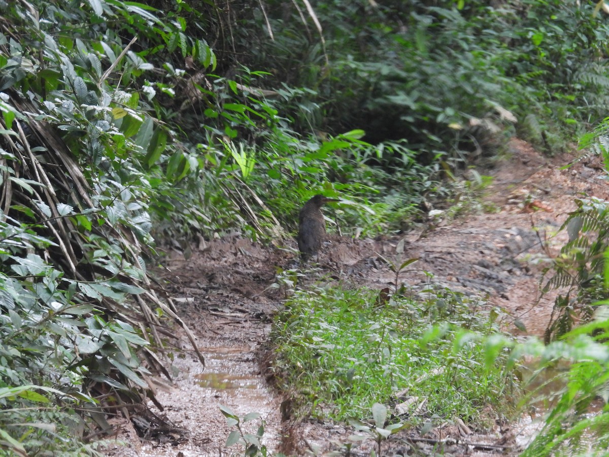 White-crested Tiger-Heron - ML646004077