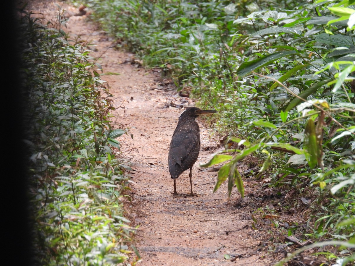 White-crested Tiger-Heron - ML646004078