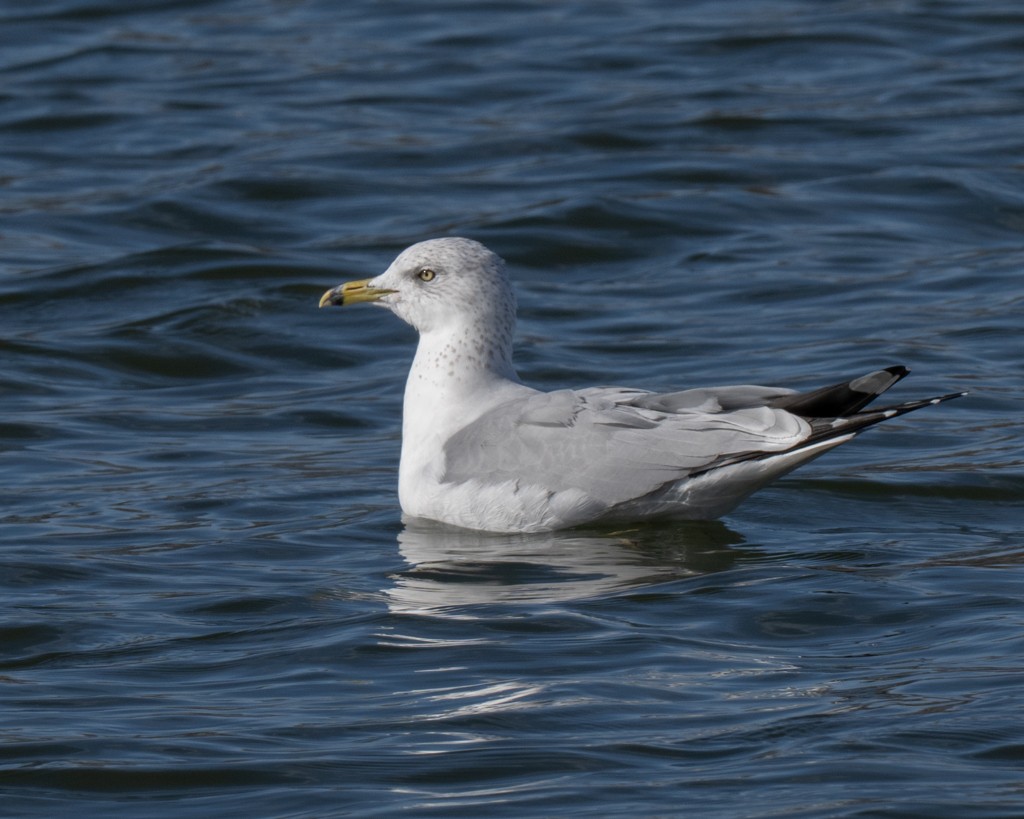 Ring-billed Gull - ML646004079