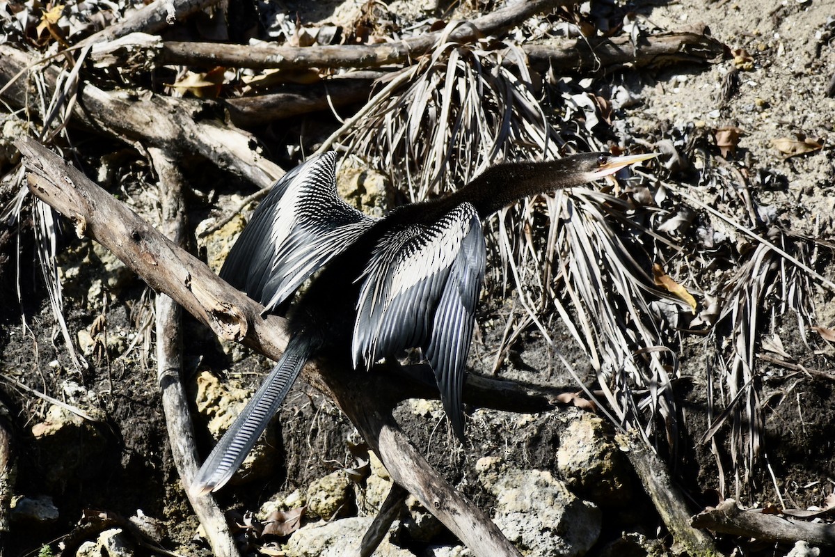 Anhinga Americana - ML646004102