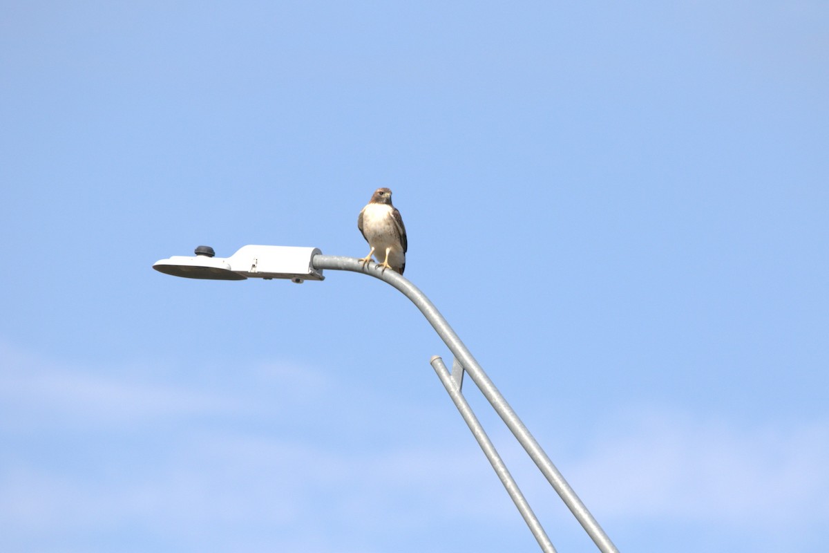 Red-tailed Hawk - ML646004103