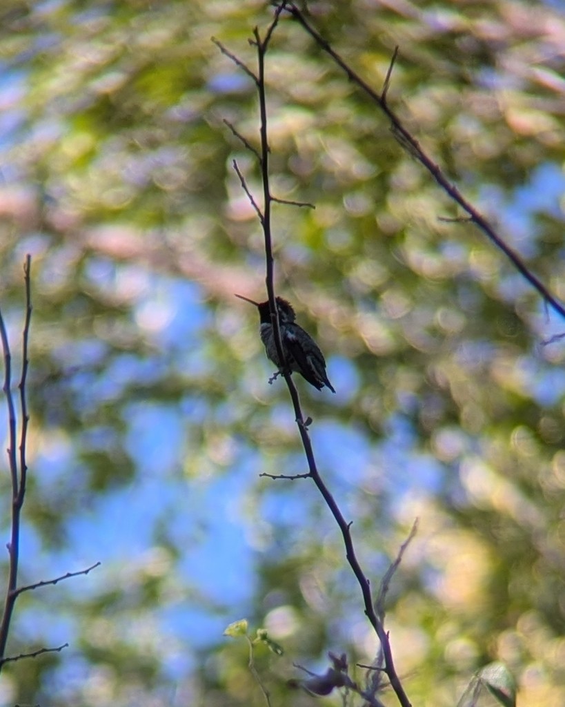 Anna's Hummingbird - ML646004109