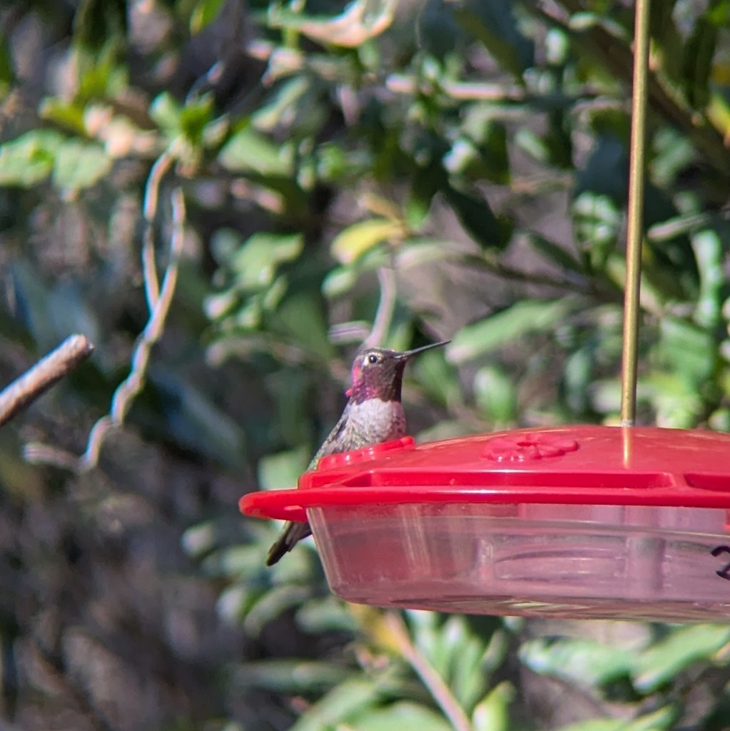Anna's Hummingbird - ML646004112