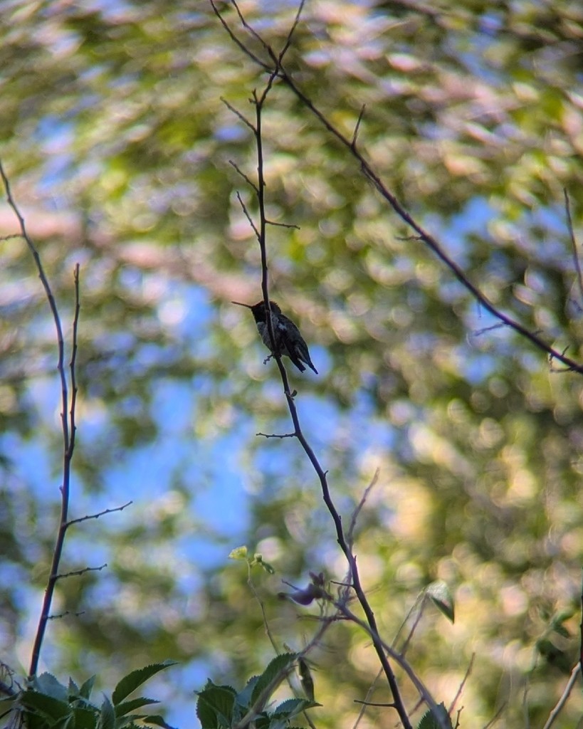 Anna's Hummingbird - ML646004113