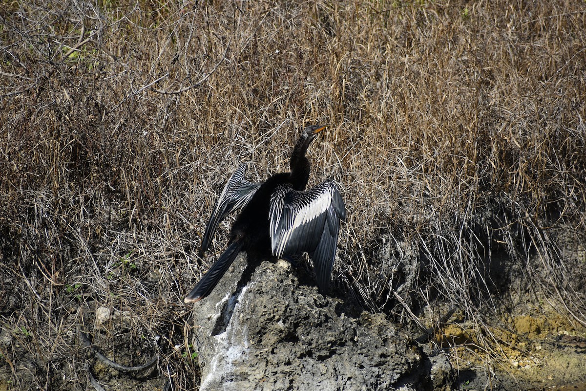 Anhinga Americana - ML646004114