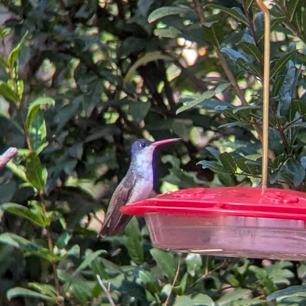 Violet-crowned Hummingbird - ML646004115