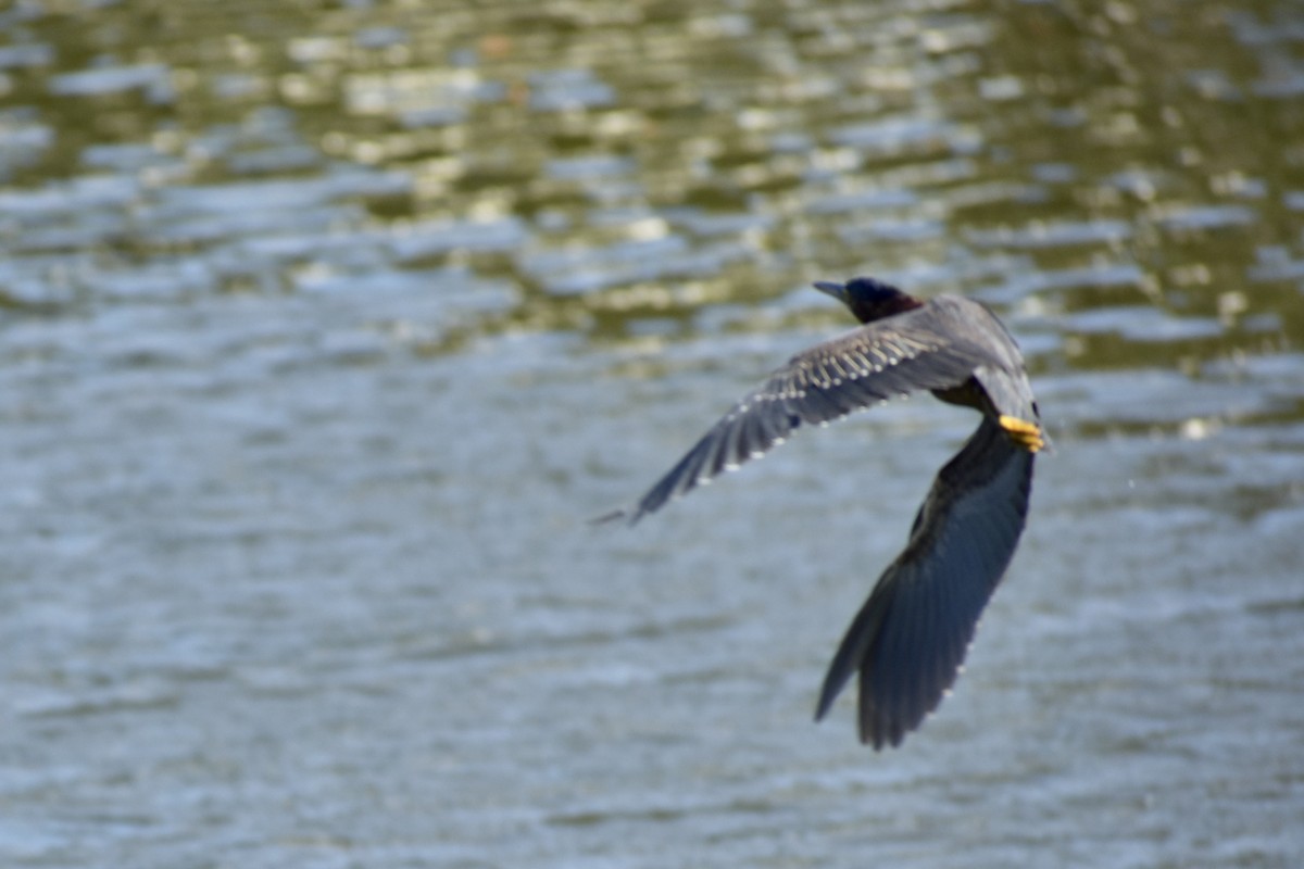 Garcilla Verde - ML646004118