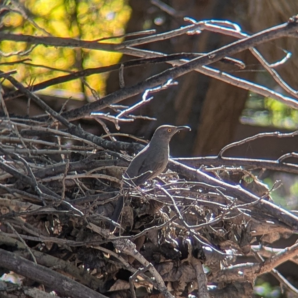 Curve-billed Thrasher - ML646004119