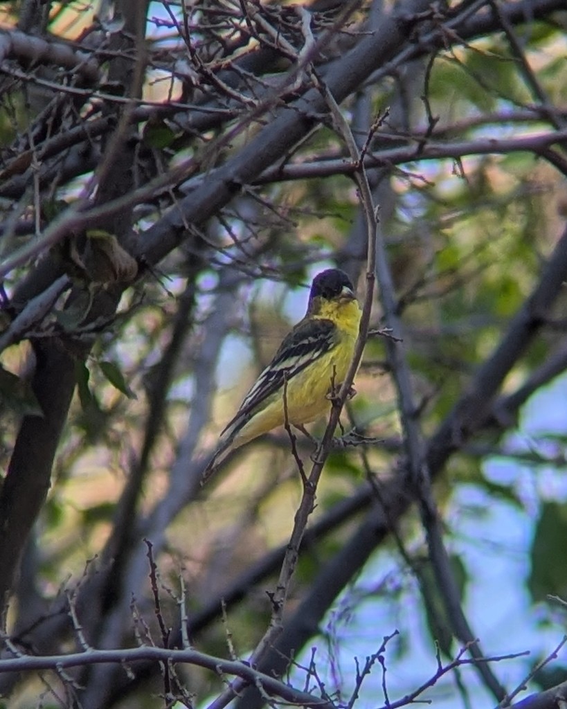 Lesser Goldfinch - ML646004121