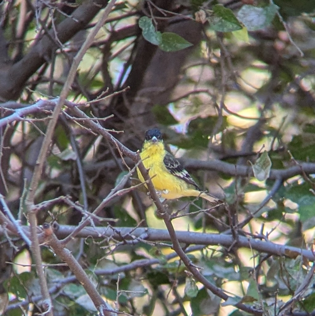Lesser Goldfinch - ML646004122
