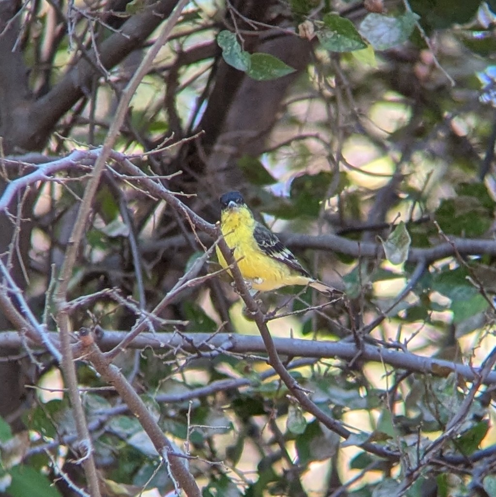 Lesser Goldfinch - ML646004123