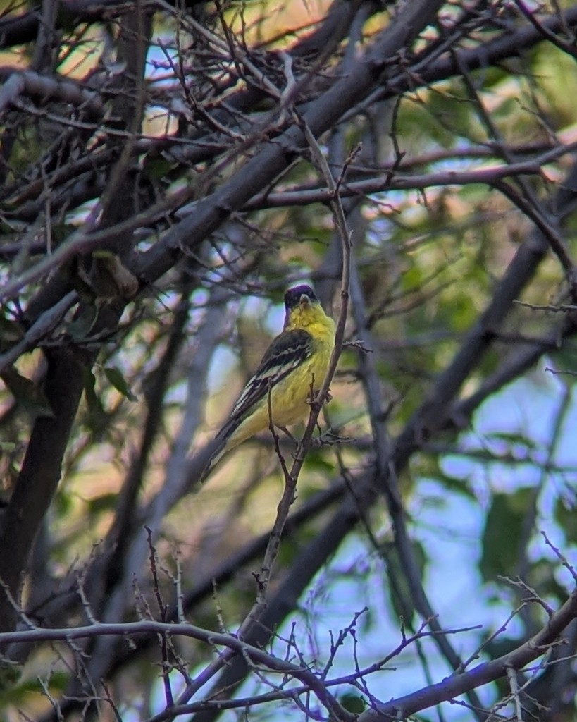 Lesser Goldfinch - ML646004124