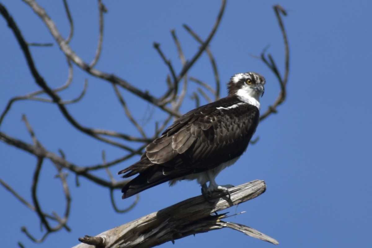 Águila Pescadora - ML646004126