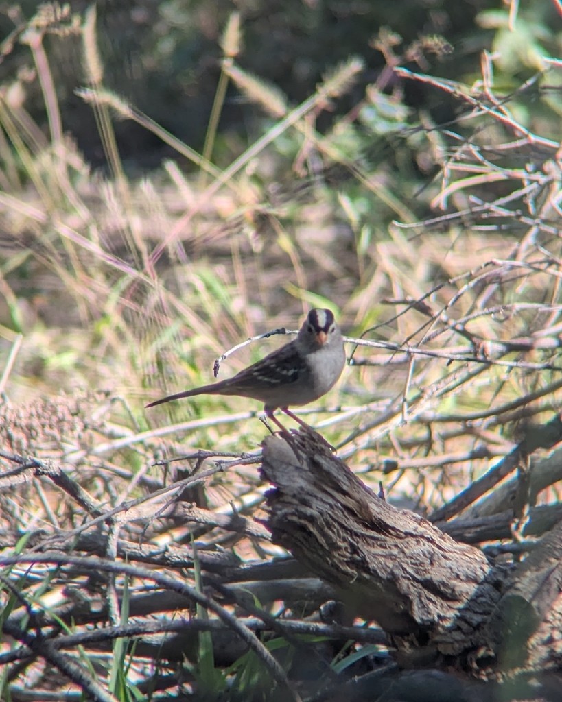 White-crowned Sparrow - ML646004127