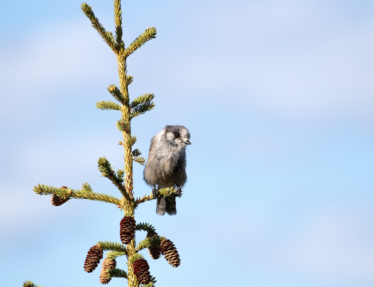 Canada Jay - ML646004131