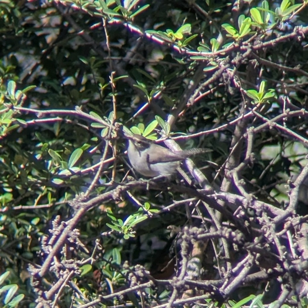 Bewick's Wren - ML646004132