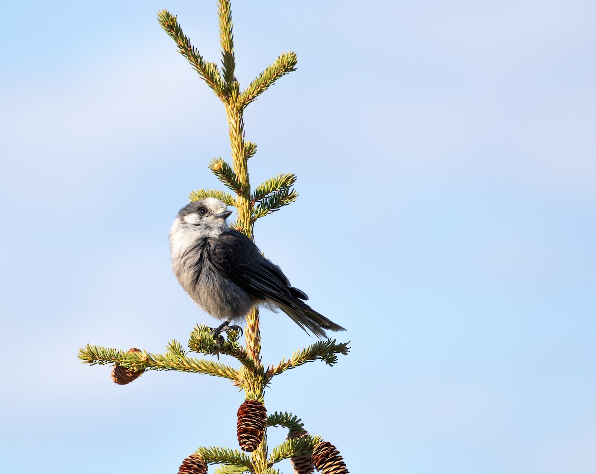 Canada Jay - ML646004133